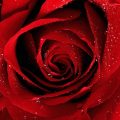 6820 8 صور ورد احمر جميل لعشاق الرومانسية , جمال الزهرة الحمراء تعبر عن العشق الرومانسي سناء بدر