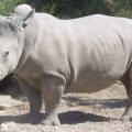 7702 2 اسم اخر يطلق على وحيد القرن - معلومات بسيطه لكنها مفيدة تعرفها عن وحيد القرن مراد حسون