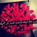 Unnamed File 92 شعر عن الورد الاحمر - اروع كلام فى وصف الزهور الحمراء سناء بدر