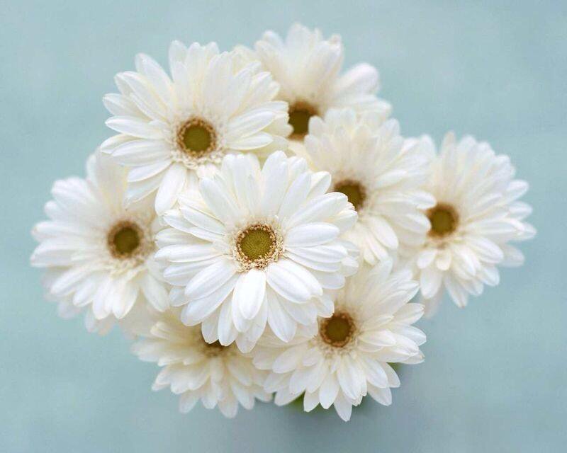 Bik Iviiyaamw5B زهور جميلة - ماسبق شفت اجمل من هذه الورود والازهار فعلا خرافية طبيعية بالوان رائعة خالد جميل
