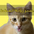 10676 3 ماهو تفسير رؤية القطط في المنام , ما معني حلم بالقطط برنسيسة مصرية