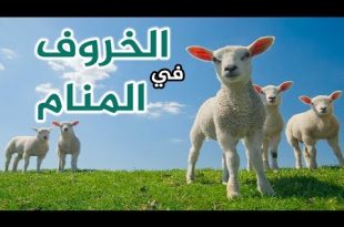 9855 2 تفسير حلم ذبح الخروف لابن سيرين - الخروف وتفسيراته في المنام مراد حسون
