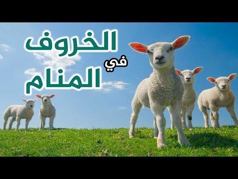 تفسير حلم ذبح الخروف لابن سيرين , الخروف وتفسيراته في المنام