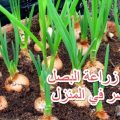12878 3 كيفية زراعة البصل من البذور - توقيت زراعه بذور البصل وطريقته مراد حسون