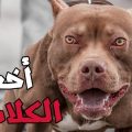 12926 12 صورة اشرس كلب , اقوي كلاب في العالم مراد حسون