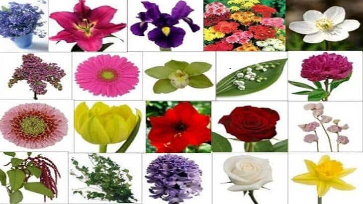 9559 1 اسماء الزهور وصورها - عشر زهور نادره بالصور حمامة الرياض