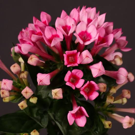 9559 2 اسماء الزهور وصورها - عشر زهور نادره بالصور حمامة الرياض