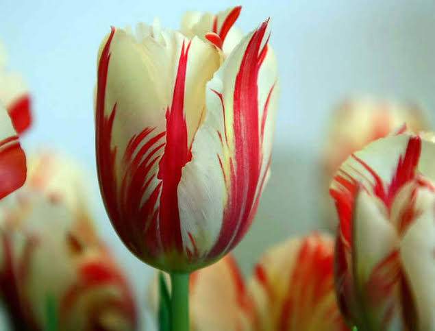 9559 3 اسماء الزهور وصورها - عشر زهور نادره بالصور حمامة الرياض