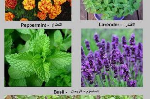 9571 4 نباتات منزلية طاردة للحشرات - ما النباتات التي ازرعها لتطرد الحشرات ريهام حمادة