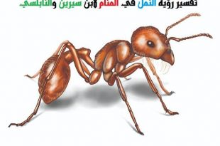 9573 3 النمل في المنام - تفسير رؤيا النمل لابن سيرين مراد حسون