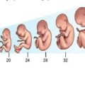 13235 3 كم وزن الجنين في الشهر الخامس , معلومات عن الحمل في الاسبوع 21 مراد حسون
