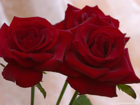 13347 1 ورد رومانسي من اجمل الورود فيس ورود بانوراما , صور لاروع باقات الورد حمامة الرياض
