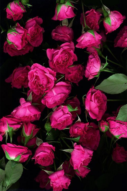 13347 10 ورد رومانسي من اجمل الورود فيس ورود بانوراما , صور لاروع باقات الورد حمامة الرياض