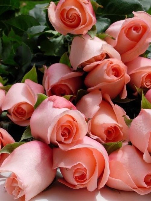 13347 3 ورد رومانسي من اجمل الورود فيس ورود بانوراما , صور لاروع باقات الورد حمامة الرياض