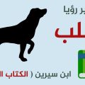 15562 1 تفسير حلم رؤية الكلاب في المنام - وجدت كلاب كثيرة فى الحلم عشقي البحرين