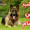 15563 1 تفسير الاحلام لابن سيرين الكلاب في المنام - كلب فى منامى ارجو التفسير حمامة الرياض