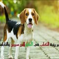 15639 1-Png الكلب الصغير في المنام لابن سيرين - تفسير رؤيه الكلب فى الحلم ريهام حمادة