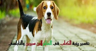 15639 1-Png الكلب الصغير في المنام لابن سيرين - تفسير رؤيه الكلب فى الحلم سوسن احمد